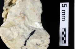 Foto (Detailansicht) von Decapoda indet. (NHMW-GEO-1990-0041-0349)